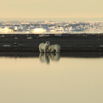 AMPERE distant view of two polar bear standing on a pebbled shoreline.