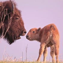 A hairy brown bison and calf stands nose on nose at Neal Smith National Wildlife Refuge within Iowa.
