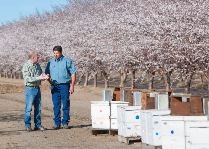 Dual men talking next to honey chest in an almond orchard.