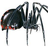 Black dowager spider